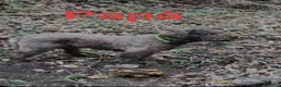 Lagotto cani in vendita: Lagotto Romagnolo  a Città Metropolitana di Firenze - Annuncio 2