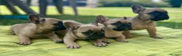 Bulldog Francese cani in vendita: BOULEDOGUE FRANCESE CUCCIOLI  - Annuncio 1