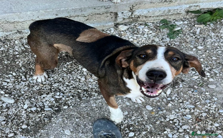 Meticcio cani a Provincia di Teramo - Annuncio 2