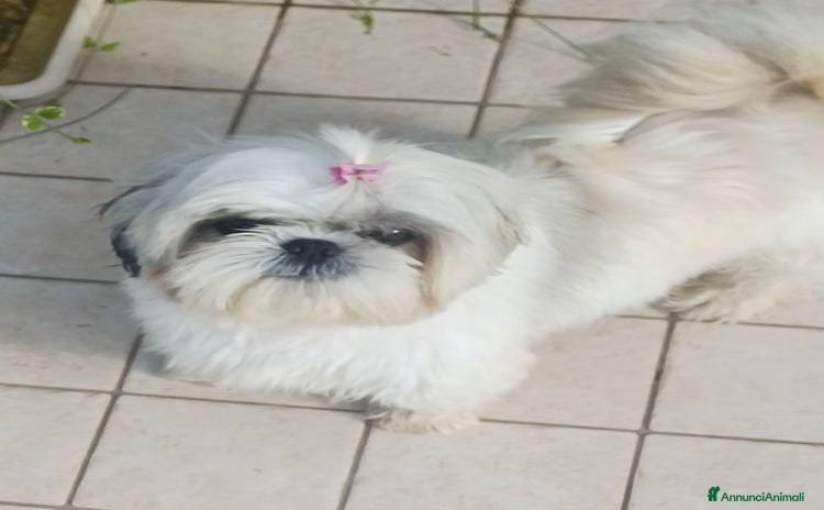 Shih Tzu cani - Annuncio 7