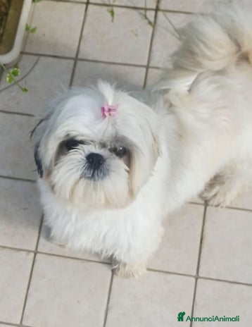 Shih Tzu cani - Annuncio 7