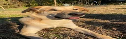 Meticcio cani in regalo: RAILY - Annuncio 4