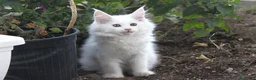Maine Coon gatti in vendita: Maine Coon femmina  - Annuncio 9