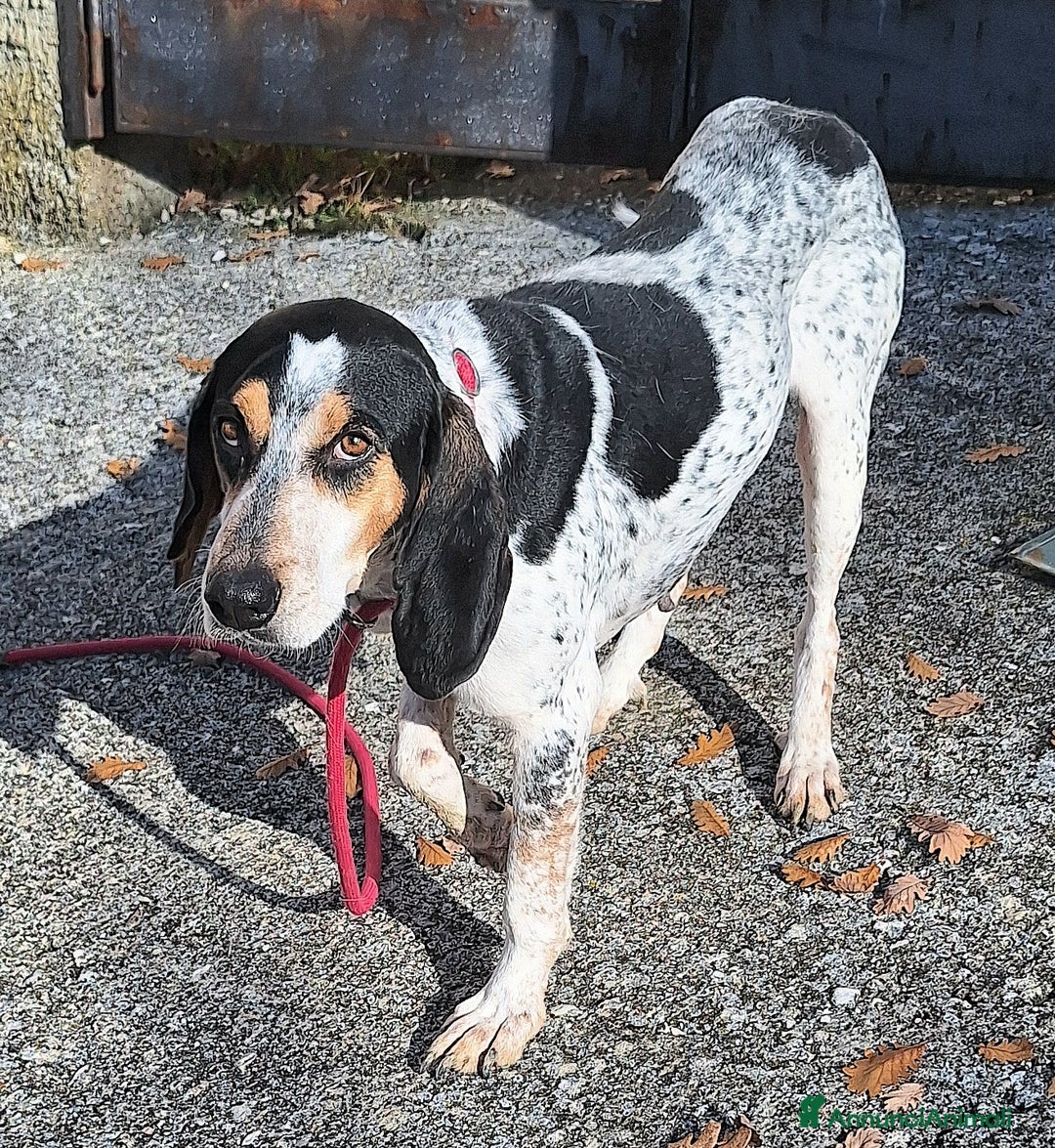 Segugio cani in regalo: Gustavo 4 anni tripode - Annuncio 4