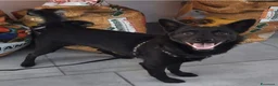 Meticcio cani in regalo: Loky taglia piccola 5 anni cerca casa urgente  - Annuncio 3