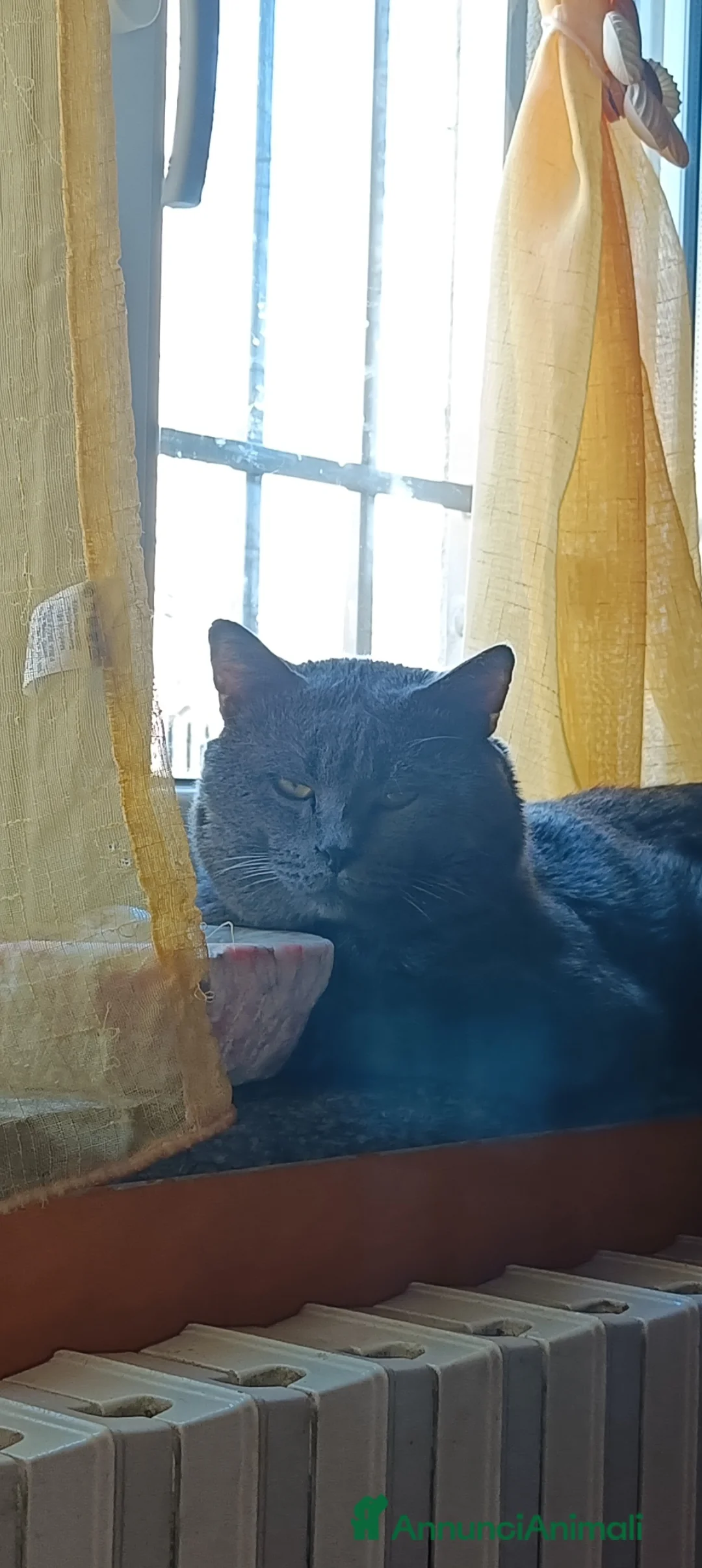 Certosino gatti per accoppiamento: STALLONE GATTO CERTOSINO X MONTA - Annuncio 8