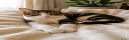 Europeo gatti in regalo: Gatta Europea tigrata e bianca, sterilizzata a Provincia di Brescia - Annuncio 4