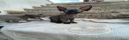 Sphynx gatti in vendita: Gatti sphynx - Annuncio 3