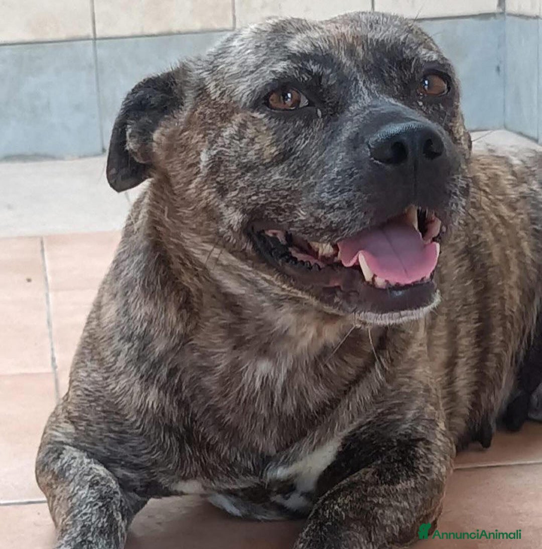 Meticcio cani in regalo: CETTINA simil pit 3 anni cerca casa a Provincia di Latina - Annuncio 6