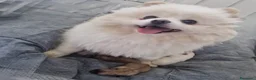Volpino Pomerania cani in vendita: Cuccioli di Pomerania nano  - Annuncio 2
