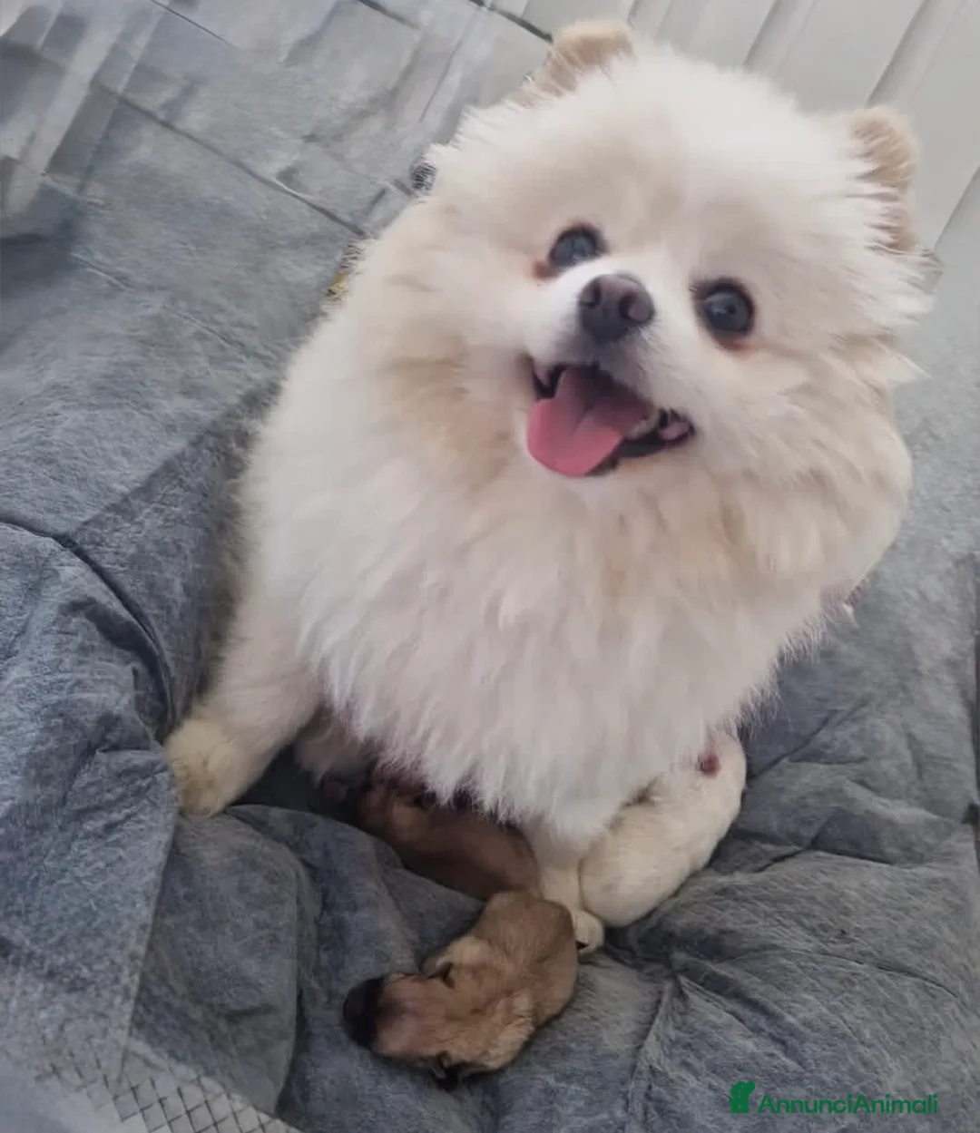Volpino Pomerania cani in vendita: Cuccioli di Pomerania nano  - Annuncio 2
