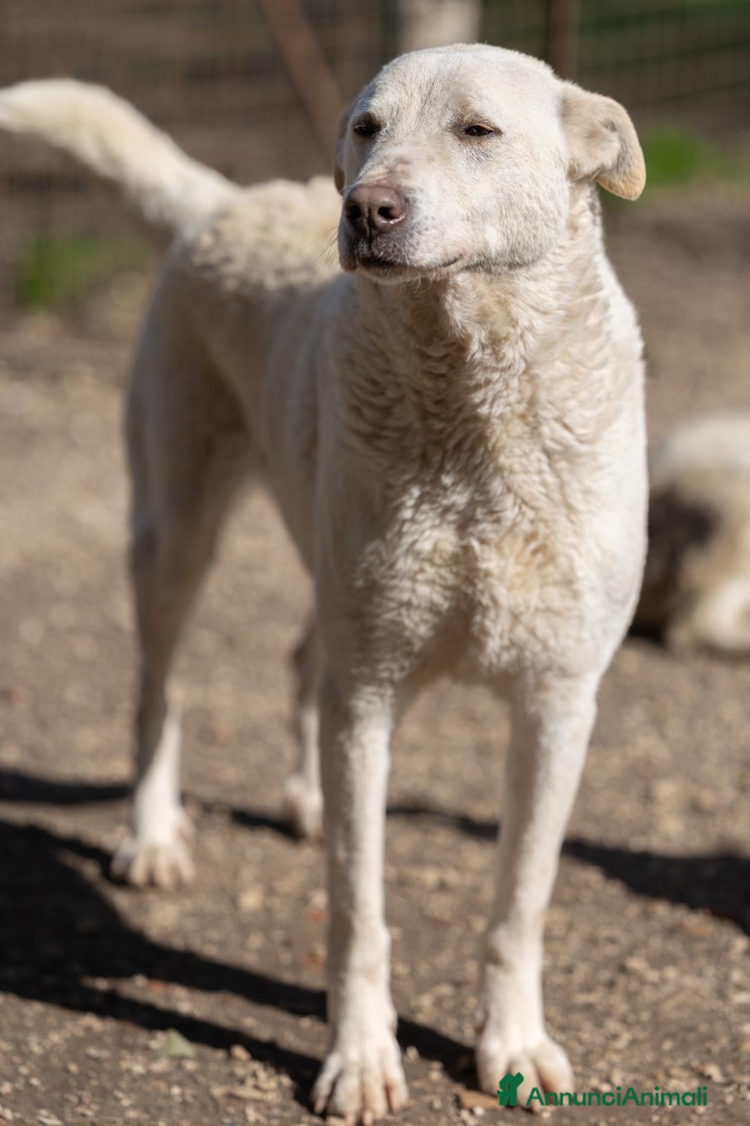 Meticcio cani Pepe: dolce e socievole con tutti  - Annuncio 27