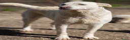 Meticcio cani in regalo: Pepe: dolce e socievole con tutti  - Annuncio 1