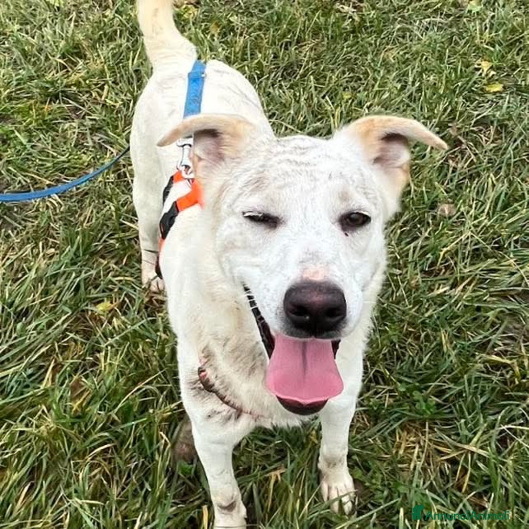 Meticcio cani in regalo: CHERRY, cucciolona vivace e socievole - Annuncio 2