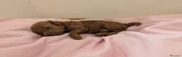 Barboncino Toy cani in vendita: Barboncino Toy con pedigree - Annuncio 4