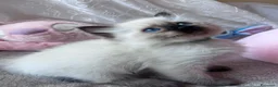 Ragdoll gatti in vendita: Cuccioli Ragdoll disponibili a Città metropolitana di Messina - Annuncio 22