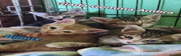 Europeo gatti in regalo: PICCOLI GATTINI - Annuncio 2