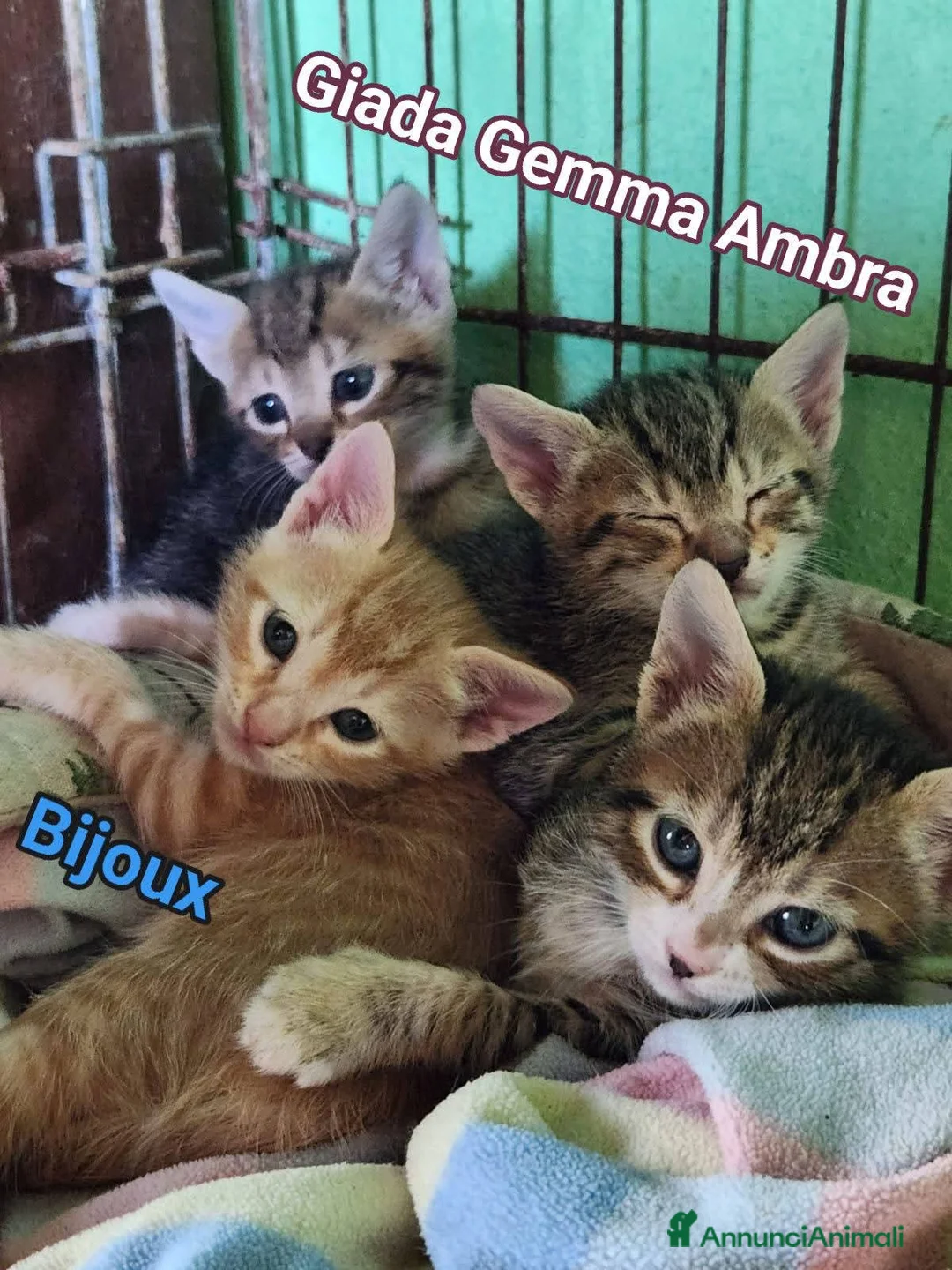 Europeo gatti in regalo: PICCOLI GATTINI - Annuncio 2