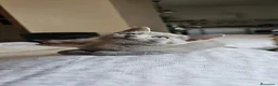 Sphynx gatti in vendita: Dolcissime cucciole - genitori Sphynx - Annuncio 4