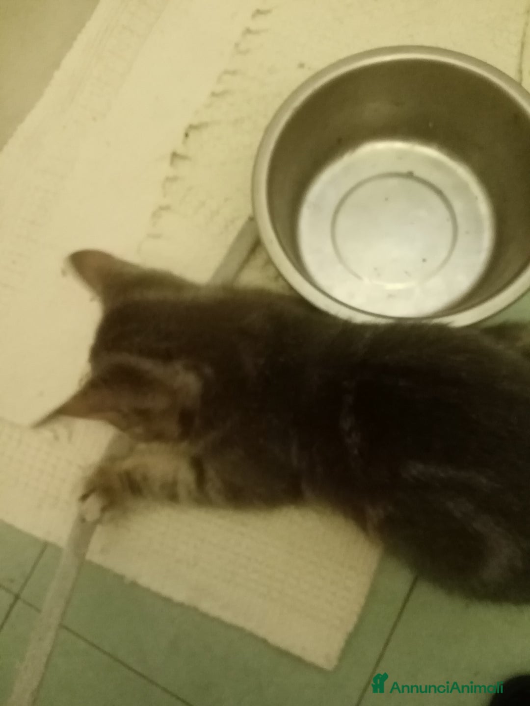 Europeo gatti in regalo: Dolcissima grigetta - Annuncio 3