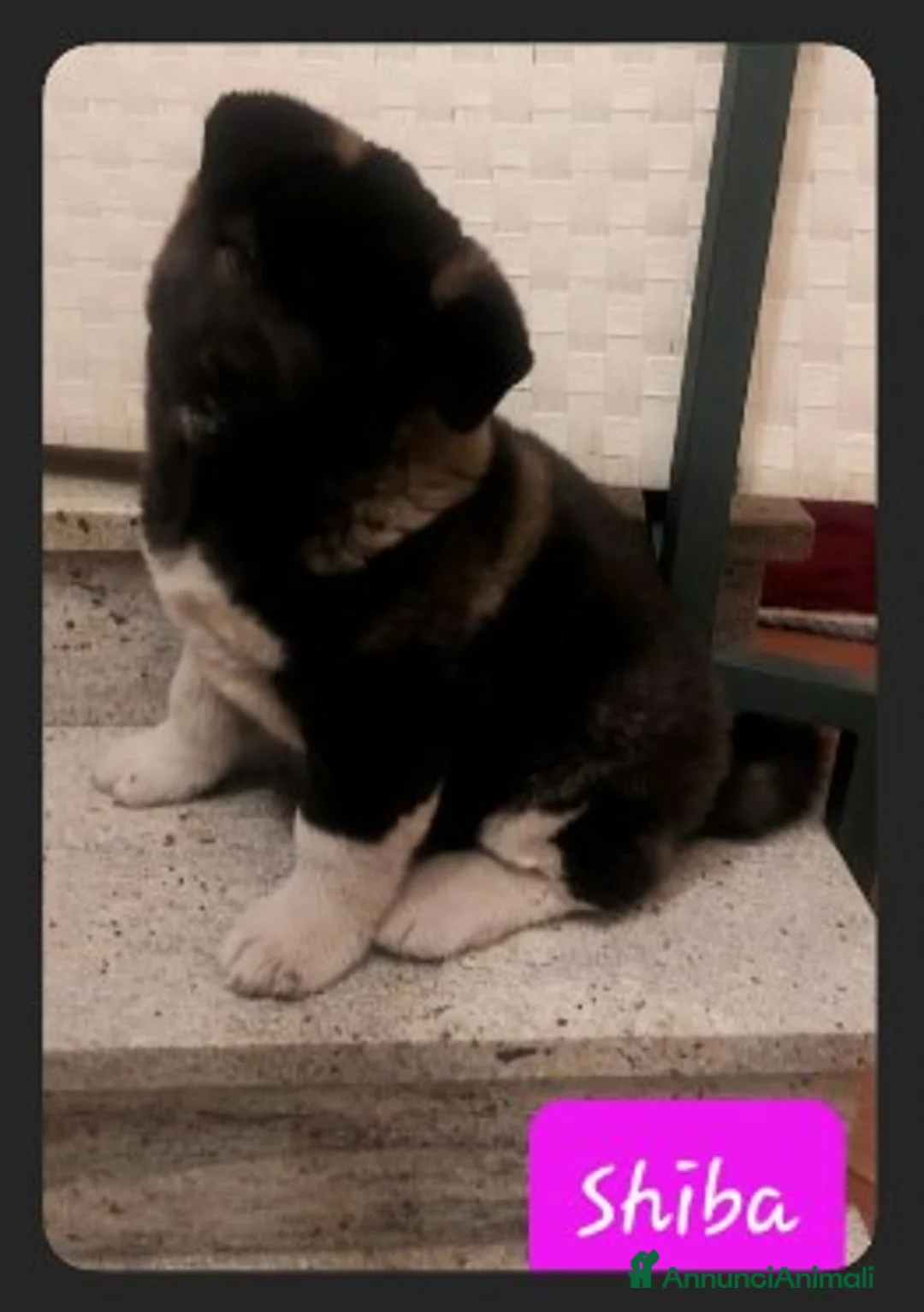 Akita Americano cani in vendita: CUCCIOLI DI AKITA AMERICANO - Annuncio 6
