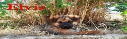 Meticcio cani in regalo: Locky ed Elvis bellissimi cuccioli in adozione - Annuncio 4