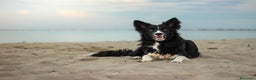 Border Collie cani in vendita: Cucciolo di Border Collie - Annuncio 4