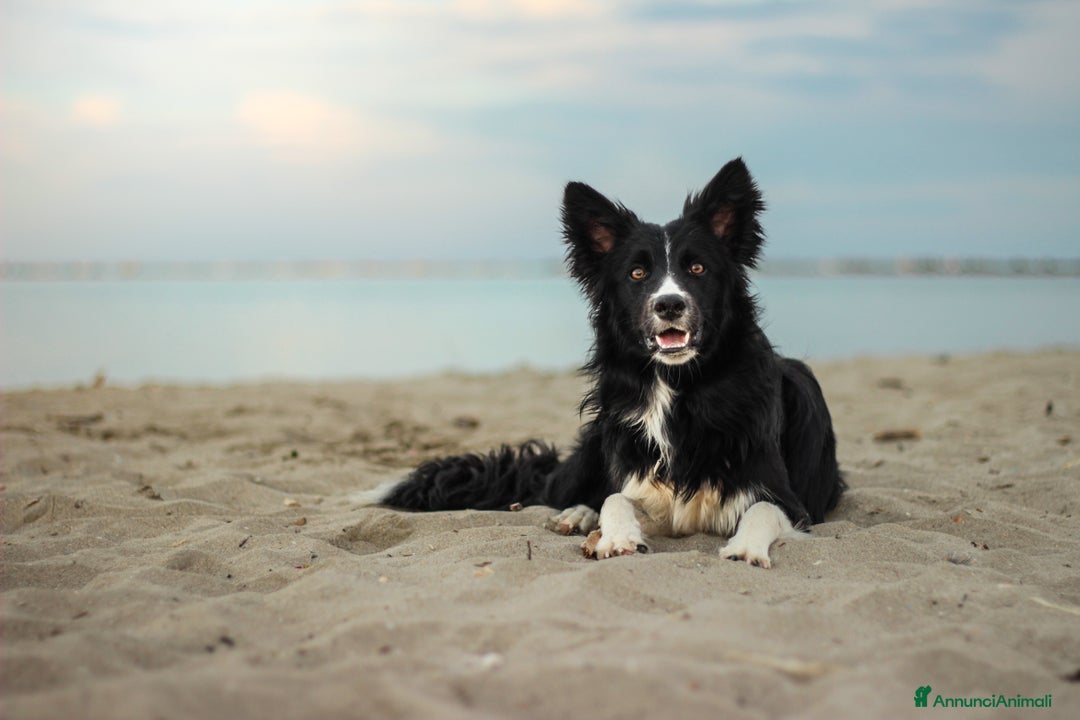 Border Collie cani in vendita: Cucciolo di Border Collie - Annuncio 4