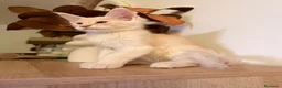 Maine Coon gatti in vendita: Allevamento Maine Coon Misty Woods - Annuncio 18