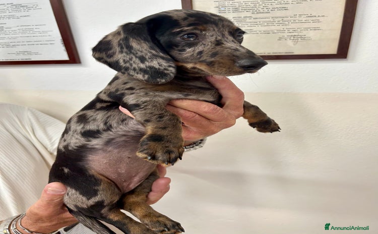 Bassotto cani a Provincia di Monza e della Brianza - Annuncio 3