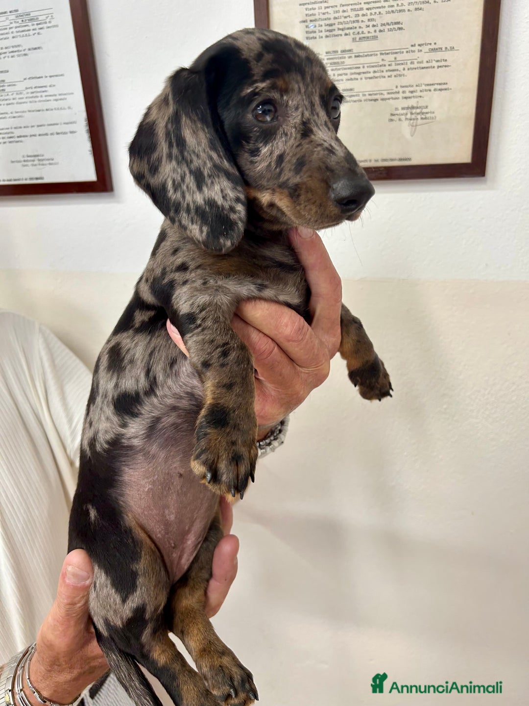 Bassotto cani in vendita: Bassotto nano a Provincia di Monza e della Brianza - Immagine 1