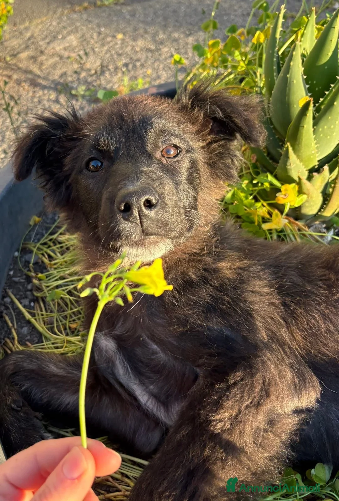 Pastore Maremmano cani in regalo: Sal, Sveva e Scarlett 🩵♥️♥️ - Annuncio 9
