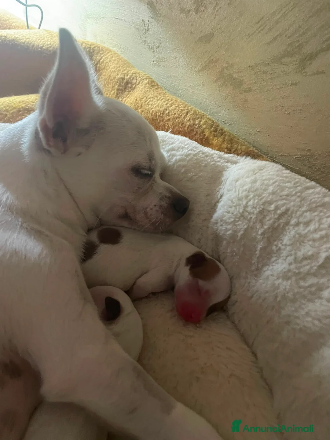 Chihuahua cani in vendita: Chihuauaua pelo corto - Annuncio 2