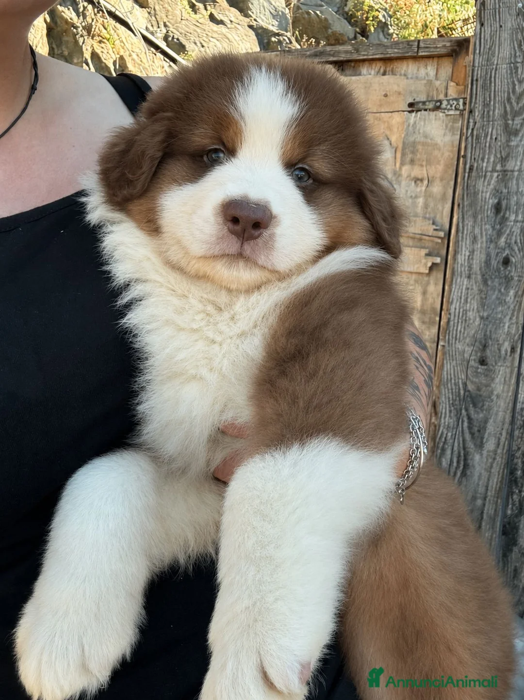 Australian Shepherd cani in vendita: Cucciolo pastore australiano  a Città metropolitana di Roma Capitale - Annuncio 2