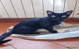 Meticcio gatti in regalo: Regalo due gattine di due e tre anni - Immagine 5