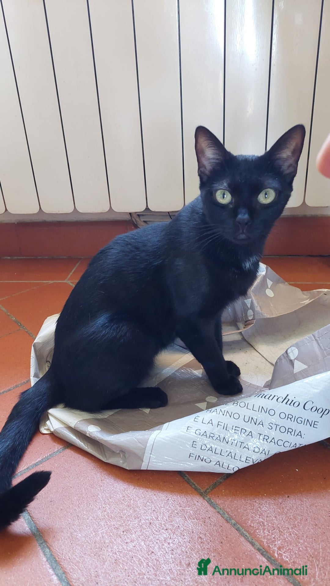 Meticcio gatti in regalo: Regalo due gattine di due e tre anni - Immagine 5