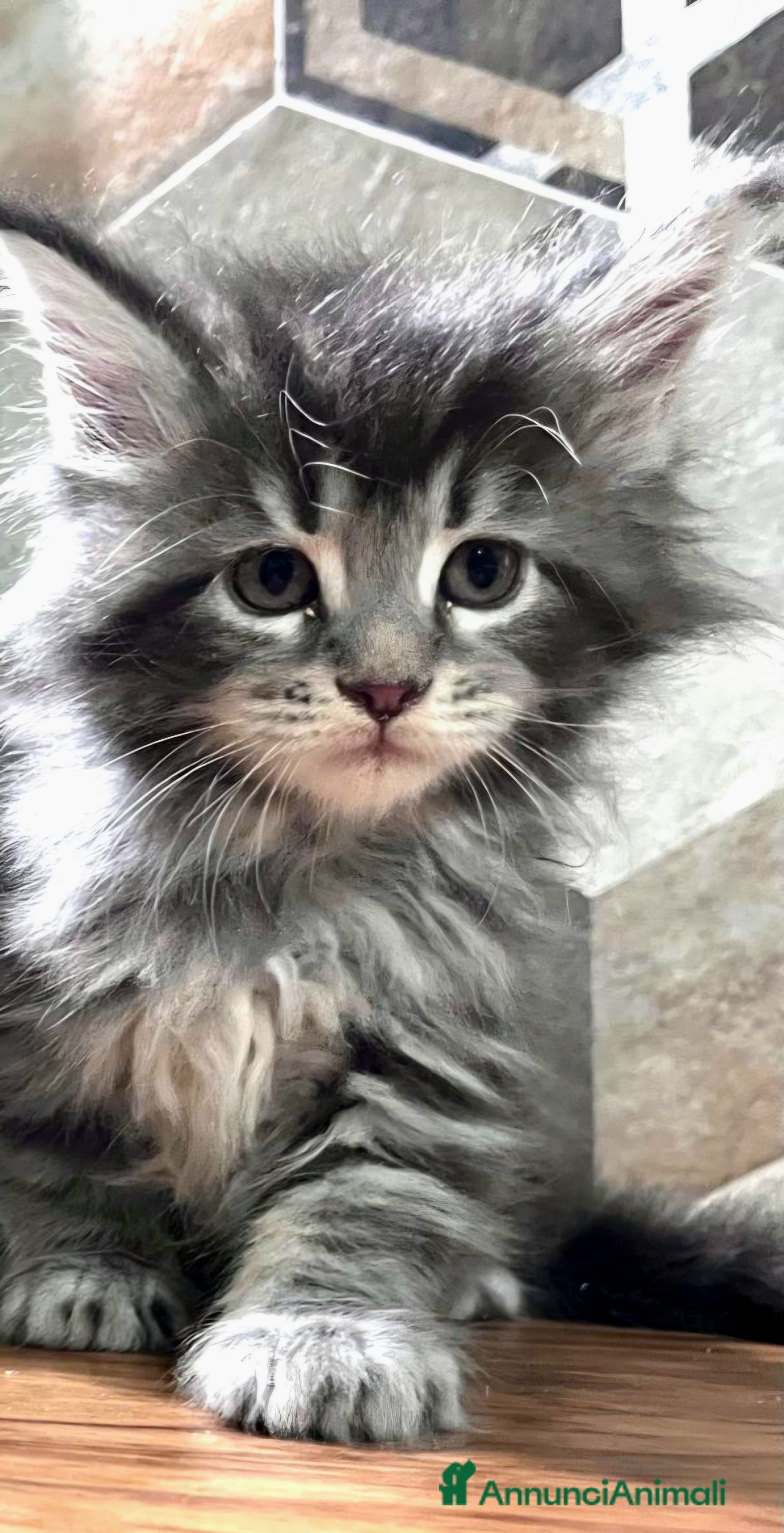 Maine Coon gatti Meravigliosa cucciola di Maine Coon  - Annuncio 4