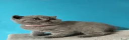 British gatti in vendita: Cuccioli British Shorthair  - Annuncio 2