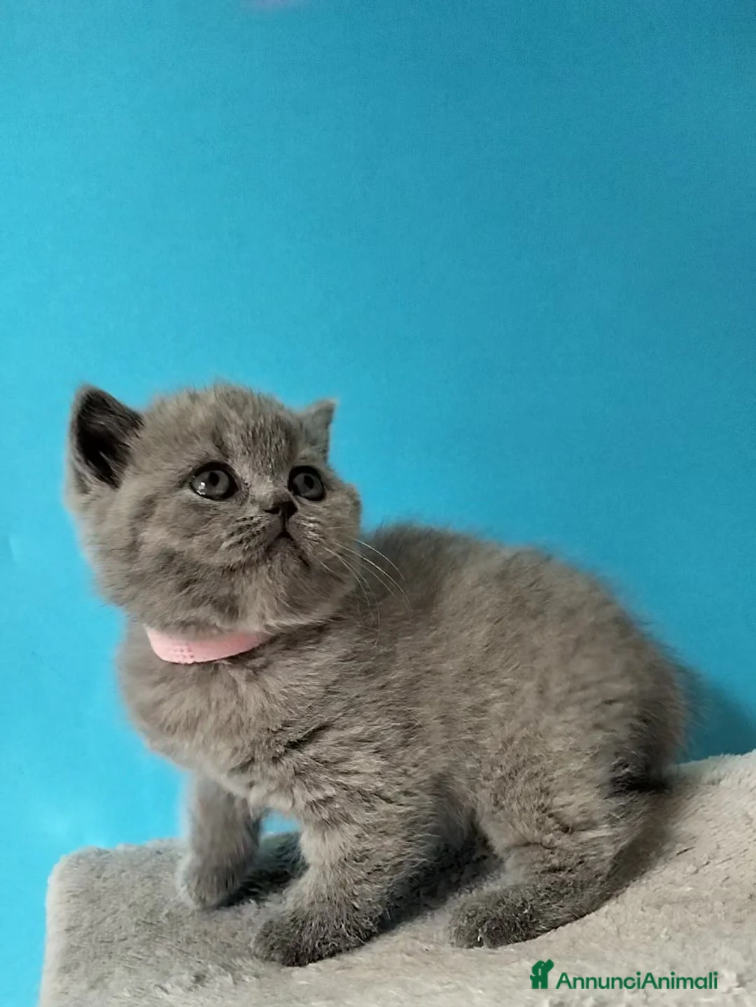 British gatti in vendita: Cuccioli British Shorthair  - Annuncio 2