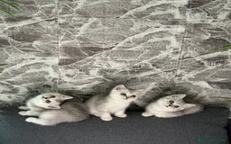 British gatti in vendita: Fantastici Gattine British-Scottish a Città Metropolitana di Firenze - Immagine 2