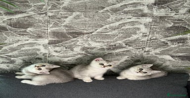 British gatti a Città Metropolitana di Firenze - Annuncio 8