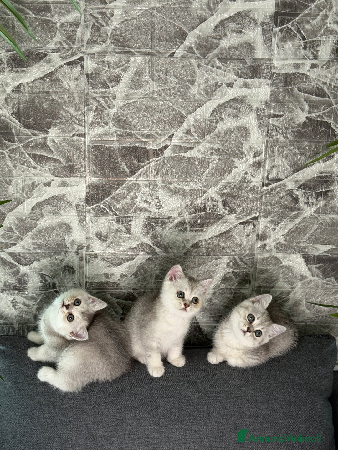 British gatti in vendita: Fantastici Gattine British-Scottish a Città Metropolitana di Firenze - Immagine 2
