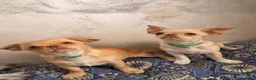 Chihuahua cani in vendita: Vendesi a Città Metropolitana di Torino - Annuncio 9