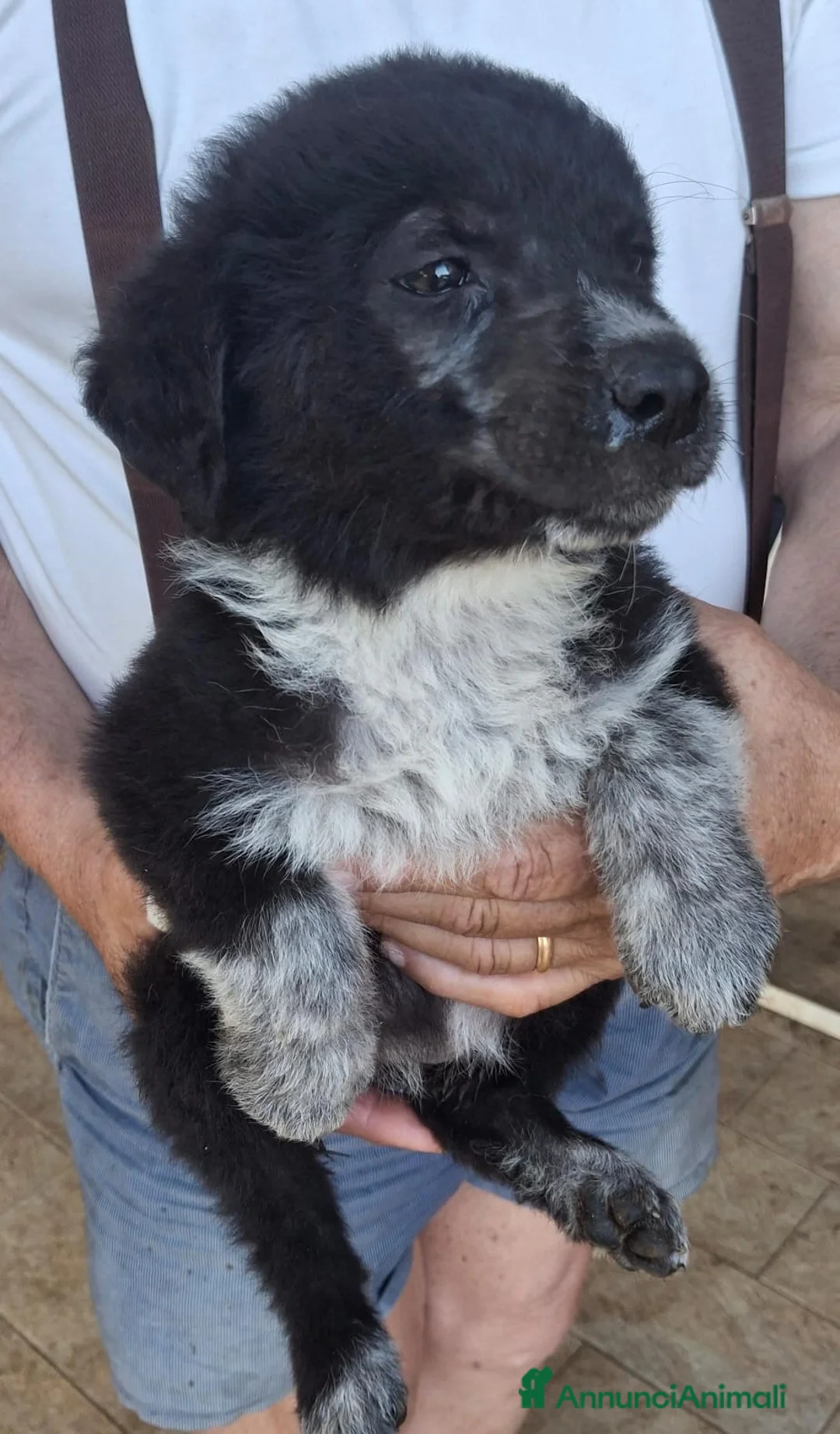 Meticcio cani in regalo: CORNELIA 🩷 pronta a conquistare cuori a Provincia di Vicenza - Annuncio 4