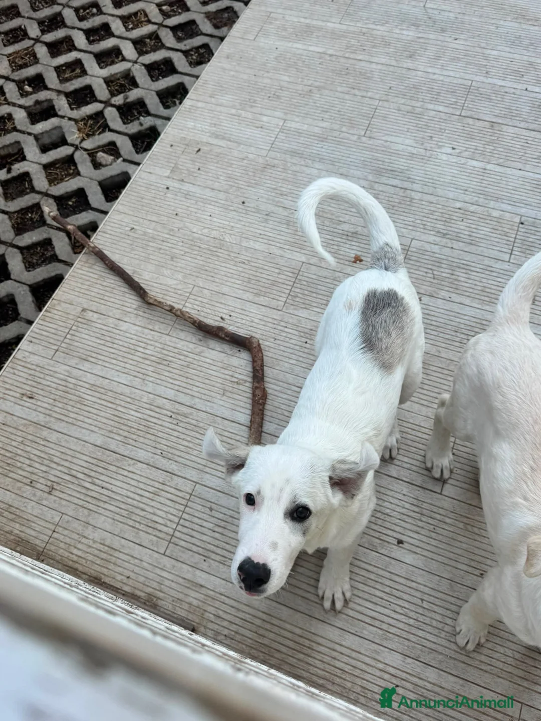 Meticcio cani in regalo: Greg  a Provincia di Treviso - Annuncio 3