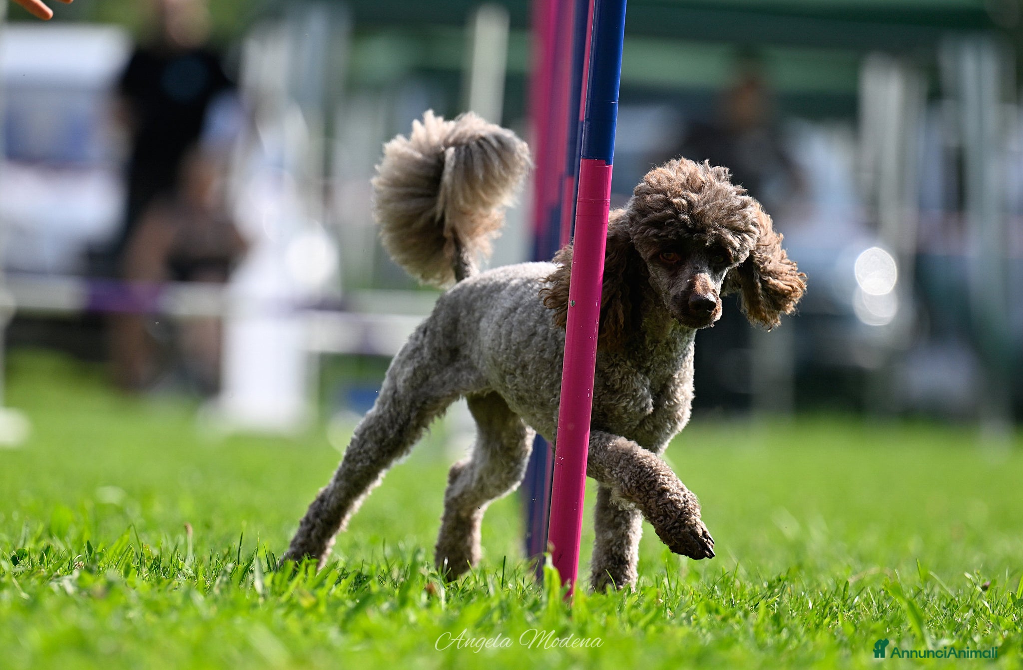 Barbone cani Barbone Media Mole Marroni - Annuncio 1