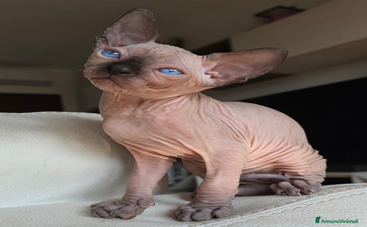 Sphynx gatti a Città metropolitana di Milano - Annuncio 8