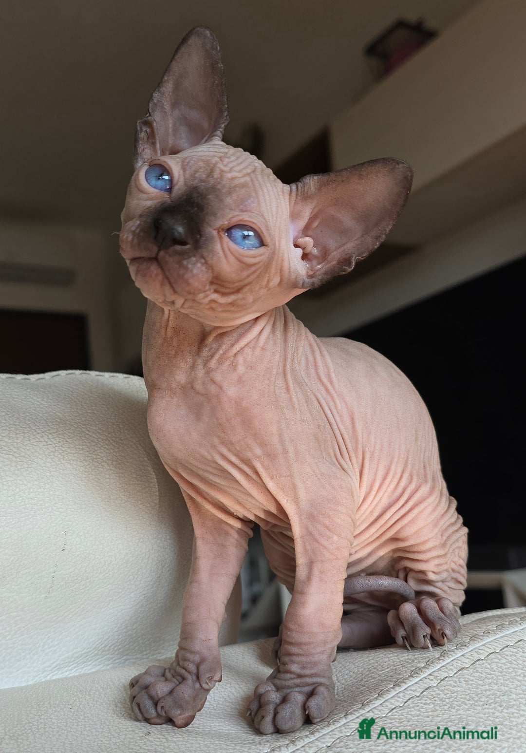 Sphynx gatti in vendita: Gatto spynx maschio a Città metropolitana di Milano - Immagine 1