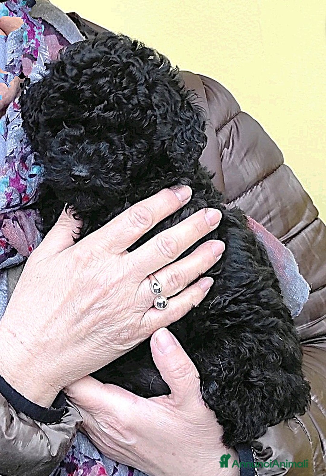 Barboncino cani in vendita: Barboncini cuccioli a Provincia di Pavia - Immagine 2
