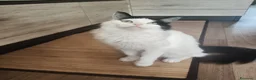 Maine Coon gatti in vendita: Cucciolo Maine coon  - Annuncio 6